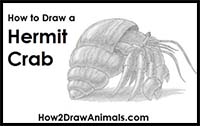 How to Draw a Hermit Crab