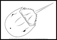 How to Draw a Horseshoe Crab