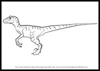 How to Draw a Velociraptor Dinosaur