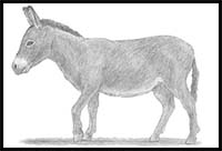 How to Draw a Donkey