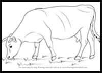 how to draw a cow step by step