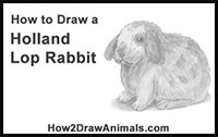 how to draw a Holland Lop Bunny