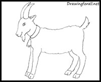 how to draw a goat for beginners