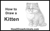 how to draw a persian kitten