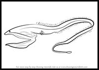 How to Draw a Pelican Eel