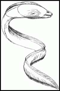How to Draw a Moray Eel