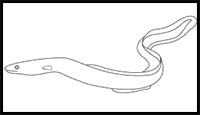 How to Draw an Eel