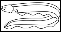 How to Draw an Electric Eel 
