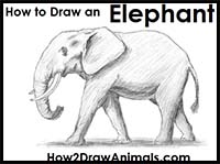 How to Draw Cartoon Elephants & Realistic Elephants : Drawing Tutorials ...