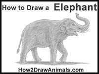 How to Draw an Asian Elephant