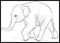 How to Draw a Baby Elephant