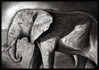 How to Sketch an Elephant, African Elephant