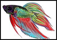 How to Draw a Siamese Fish