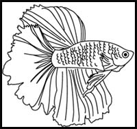 How to Draw a Siamese Fighting Fish