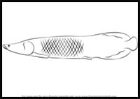 How to Draw an Arapaima