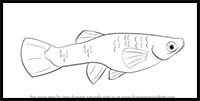 How to Draw a Guppy