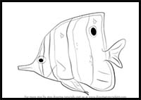 How to Draw a Butterflyfish