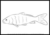 How to Draw a Carp Fish