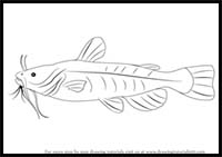 How to Draw a Bullhead Fish