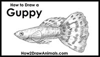 How to Draw a Fish (Guppy)