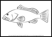 How to Draw a Red Grouper