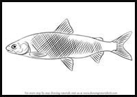 How to Draw a Whitefish