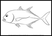 How to Draw a Giant Trevally