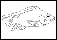 How to Draw a Tilapia