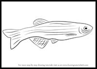 How to Draw a Zebrafish