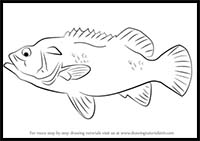 How to Draw a Wreckfish