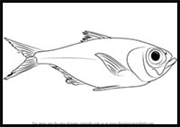 How to Draw a Redfish