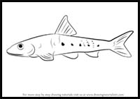 How to Draw a Gudgeon Fish