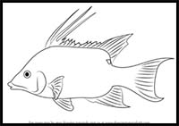 How to Draw a Hogfish
