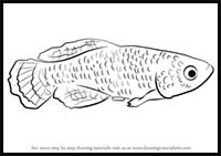 How to Draw a Killifish