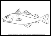 How to Draw a Haddock