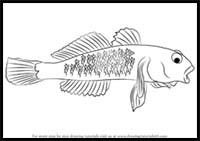 How to Draw a Goby