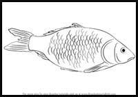 How to Draw a Fish