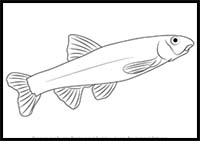 How to Draw a Dace