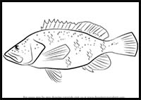 How to Draw a Coney Fish