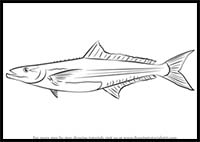 How to Draw a Cobia