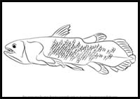 How to Draw a Coelacanth