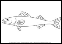 How to Draw a Sablefish