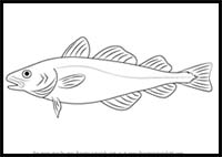 How to Draw an Atlantic Cod