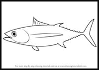 How to Draw an Albacore