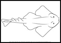 How to Draw an Angel Shark