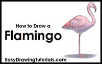 How to Draw a Flamingo
