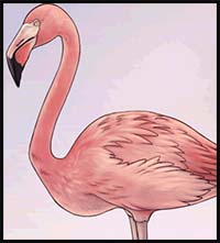 How to Draw Flamingos