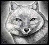 How to Draw a Fox Head, Swift Fox
