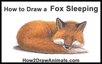 How to Draw a Fox (Sleeping) VIDEO & Step-by-Step Pictures