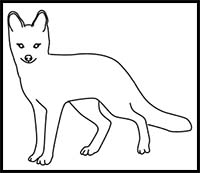 How to Draw a Grey Fox